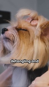 55K views · 771 reactions | Yorkie Grooming Essentials: Shine & Health #yorkielovers #yorkies #yorkshireterrier #yorkiesofinstagram #yorkieloversworldwide | Yorkie Lovers | Facebook