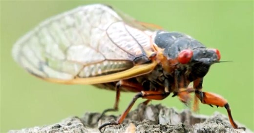 Climate change could be impacting emergence of cicadas