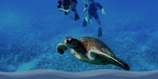 Snuba Diving in St. Thomas USVI | Coral World Ocean Park
