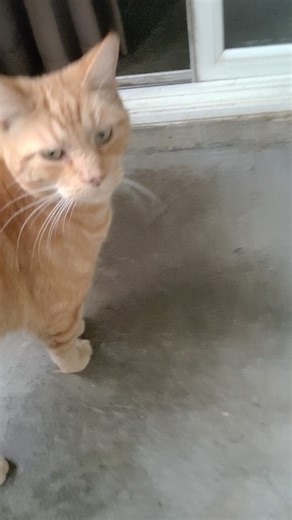 Thomas eyeballing Peaches #cat #short