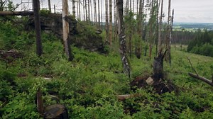 Eurasian Eagle-Owl – Mother Arrives at the Nest with Her Chicks