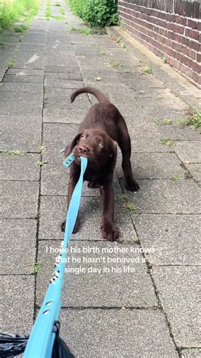 The Mischievous Labrador: A Pup's Playful Journey