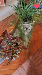 #MomsPassion | Creative DIY Planter . Want to get creative with flower pots? Our lovely vlogger shares her passion for designing and shows us how to make creative and beautiful DIY planters at home. . . https://www.momspresso.com/parenting/11c58d01be78440c9f12732897ca0c21/video/happy-spaces-x-diy-planter-videostar-gvw1f6579ul0 ... 🎥by our #MomVlogger Saudamini Sharma • Want to be the next Momspresso Video Star?🤩 Download the Momspresso app & post your #MomVlogs Playstore - http://bit.ly/2SDbri