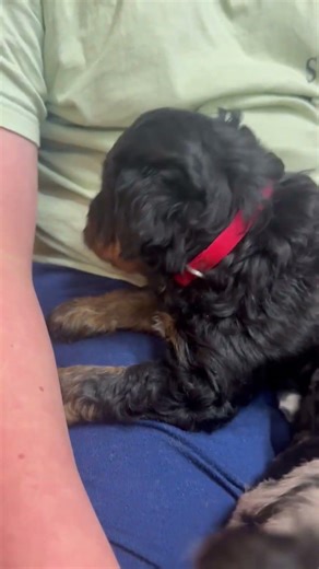 Mini Aussiedoodle Puppies #miniaussiedoodlepuppies #aussiedoodle