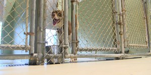Animals seized during string of investigations in Horry County find new homes, HCACC still at capacity