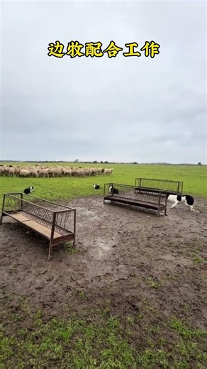 Discover the Joy of Raising a Border Collie – A Dog's Daily Life