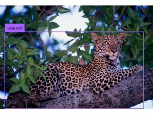 数据集-目标检测系列-豹子 猎豹 检测数据集 leopard>> DataBall