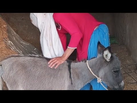 My donkey new video funny 😁 #donkeykong #mariovsdonkeykong #animals#funny #donkey #animalhumor 