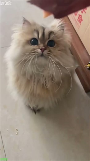 Funniest Cat 🐕 Cat Fails 😾 # Part 6547
