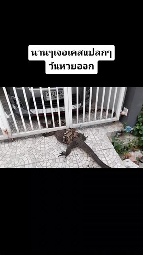 Discover the Intriguing Behavior of Monitor Lizards