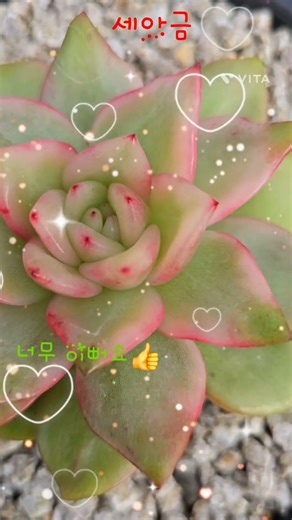 #신곡첫눈에반해버린사람아#박서진#이쁘고아름다워요#창#shorts