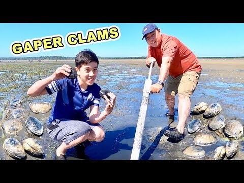 Gaper Clams | Catch, Clean, Cook!!!