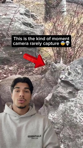 Bobcats vs Squirrels: A Wild Encounter