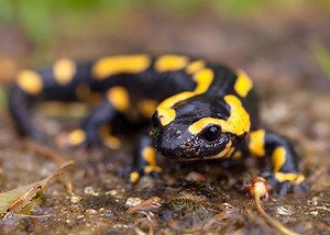 How Bioelectricity Could Let Us Regrow Lost Limbs