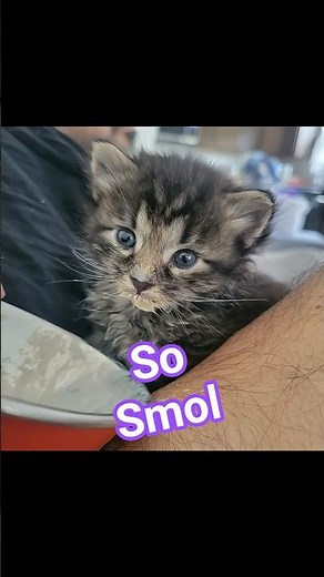 Kitten Adoption Story #kitten #kittenrescue #cat #adoptstrays #adorable #kitty #love
