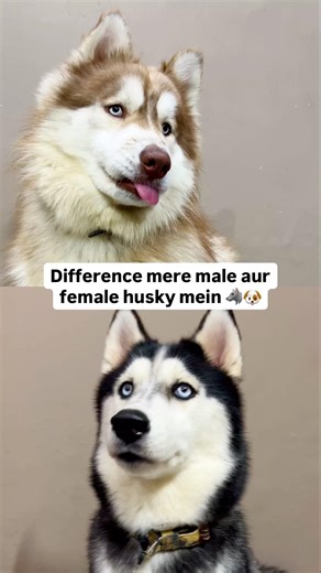 Male vs Female Husky — Eating Habits Difference 😂🐶🐺 #husky #dogs #pets #dogvideos