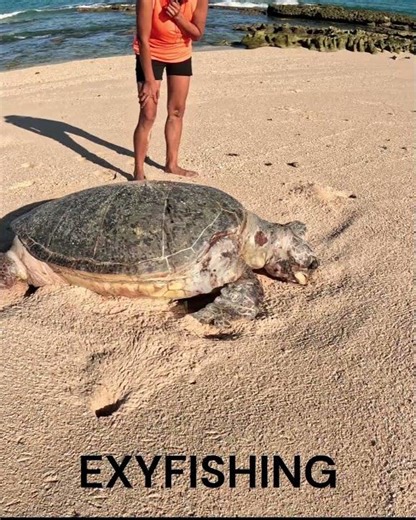 Dead Green Sea Turtle #turtles #green sea turtle #turtles nesting