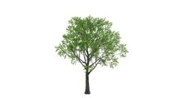 Tree growing represent positive change the end of the drought as...