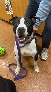 2.5K views · 96 reactions | Our adoptable Baron is all smiles! His...