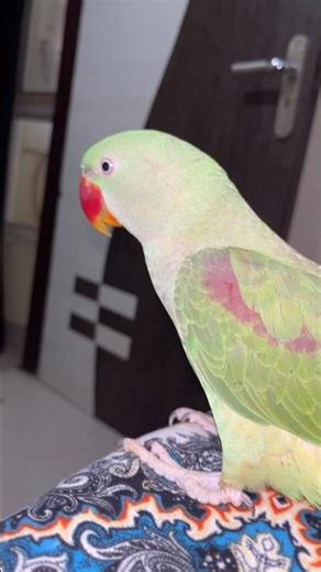 mittu kaise betha hai aaj gussa hokar #talkingparrot #parrot #talkingbird