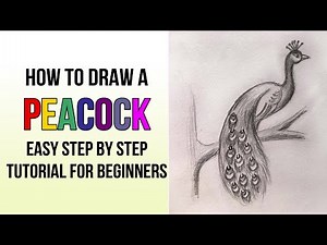 Peacock Sketch - Easy Step by Step Drawing Peacock tutorial for beginners