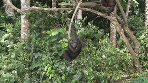 Liberia's chimpanzee island