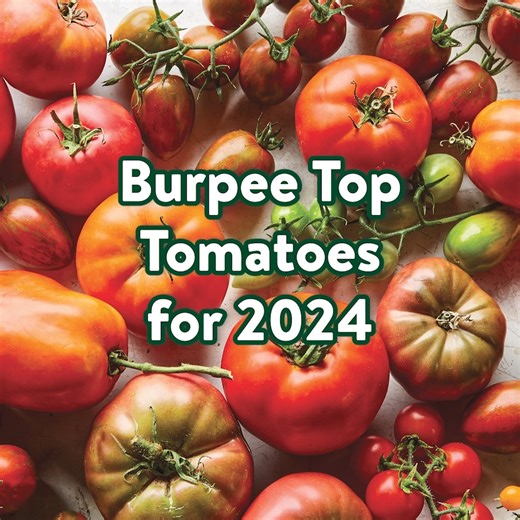 11K views · 204 reactions | Give these top tomatoes a try in your...
