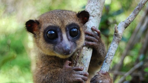 Big-Eyed, Fluffy-Tailed Lemur Species Discovered