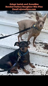 2.2K views · 62 reactions | Our sweet min pin duo are still looking...
