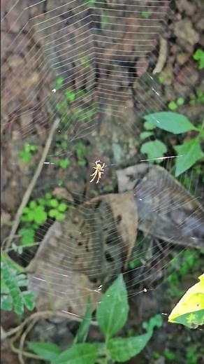 A tiny architect at work — watch this little spider spin its delicate web of wonder! #TinySpider,