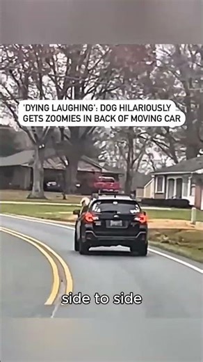 🫤Funny dog #dogs #animals #dogshorts #shorts