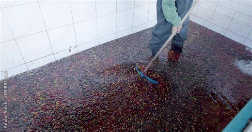 Worker Washing And Fermenting Coffee Cherries In Water Tank Using Rake During Wet Processing