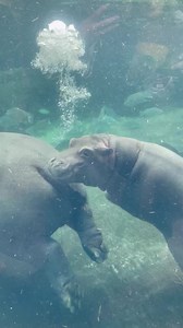 Wild child! | Cincinnati Zoo & Botanical Garden