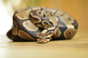 Snake Adaptations that Prove They're the Coolest Pet