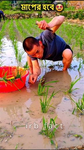 Will be full size🤣 bangali funny shorts #ytshorts #shorts