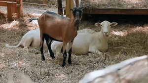 Animal sanctuary at the Jersey Shore fighting to stay open amid zoning issue