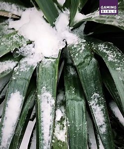 234K views · 466 reactions | This plant formed the perfect ice Energy Sword ❄️️ | GAMINGbible | Facebook