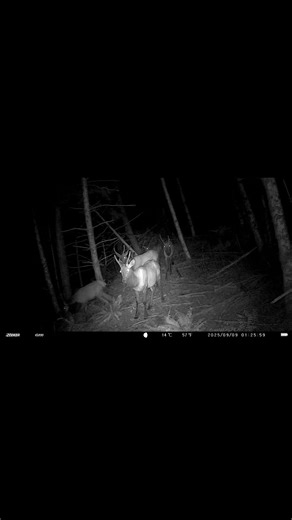 Spikey | Elk Hunt Oregon