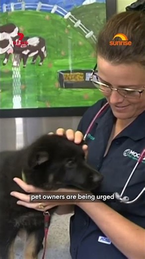 Aussie pet owners warned snake bites are on the rise