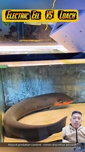 297K views · 1.2K reactions | Electric Eel VS Loach Feeding Time.  #highlights2025 #viralvideoシ #fypシ #everyone #followers #highlights | KJ Jamusic | Facebook