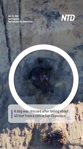 23K views · 790 reactions | A dramatic rescue took place along San Francisco’s coastline, where a dog was saved after plunging from a cliff at Fort Funston. | NTD News | Facebook