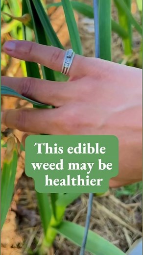 Wild Spinach, aka Lamb’s Quarter, the edible super-weed that yes, is even healthier than the spinach you buy at the store! Here’s why! #edibleplants #foraging #medicinalherbs | The Acadian Garden & Apothecary