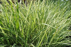 Variegated Maiden Grass - Plant Guide