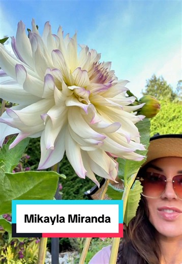 The Mikayla Miranda dahlia was developed by @Swan Island Dahlias in Oregon - introduced in 2012. 🌸 #pacificnorthwest #pnwgarden #gardening