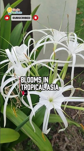 🌸 Spider Lily: The Flower That Looks Like Art! | #ceriafunfacts