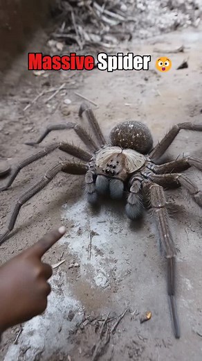 This spider is way too big to be real… right? 😭🕷️ People jumped out of the way as this massive creature crawled across the path. One of the craziest “caught on camera” moments you’ll ever see. Follow for more insane creature clips! #GiantSpider #MassiveSpider #ViralReels #CreatureVideo #ScaryClips #SpiderSighting #FBReelsFun #CrazyVideo #TrendingReels #mustwatch | Strange AI