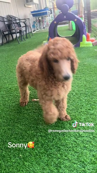 Explore Red Standard Poodles: Adorable Puppies and More