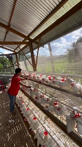 1.2M views · 17K reactions | Puhunan sa 300 Layer Chicken na Malakas Mangitlog Alan Maylon Farm #chicken #farming #farmlife #buhayprobinsya | Farming Business Atbp | Facebook