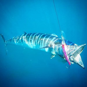 NEW DTX 220 LRS - Long Range Special is available now. The best deep diving offshore trolling plug you will ever use. Guaranteed to always track straight, dives to 50ft, trolls at 14kn, and has been designed to be super strong with internal Metal Plate system. Checkout the color range and catch more fish on your next trip. | Nomad Design Tackle