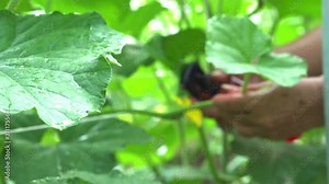 Close up senior woman hand farmer pollinating melon fruits tree by rubbing pollen from male stamen on female carpels flower, hands pull mustache from tendrils vine help effective breeding melon